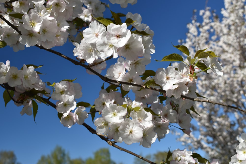 a tree with white flowers