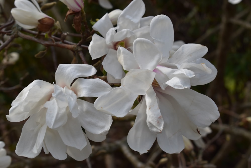 a close up of white flowers