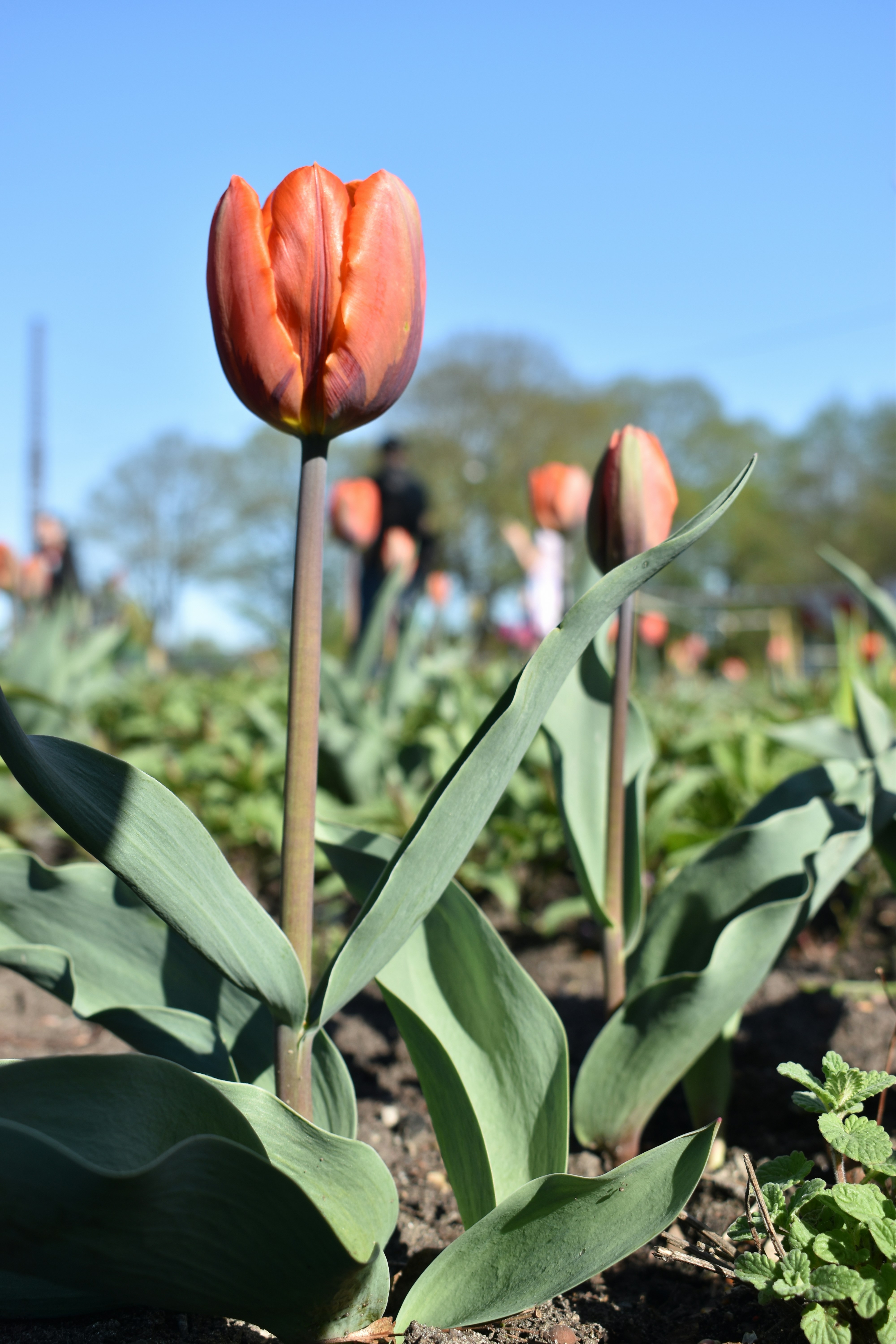 red tulip flower