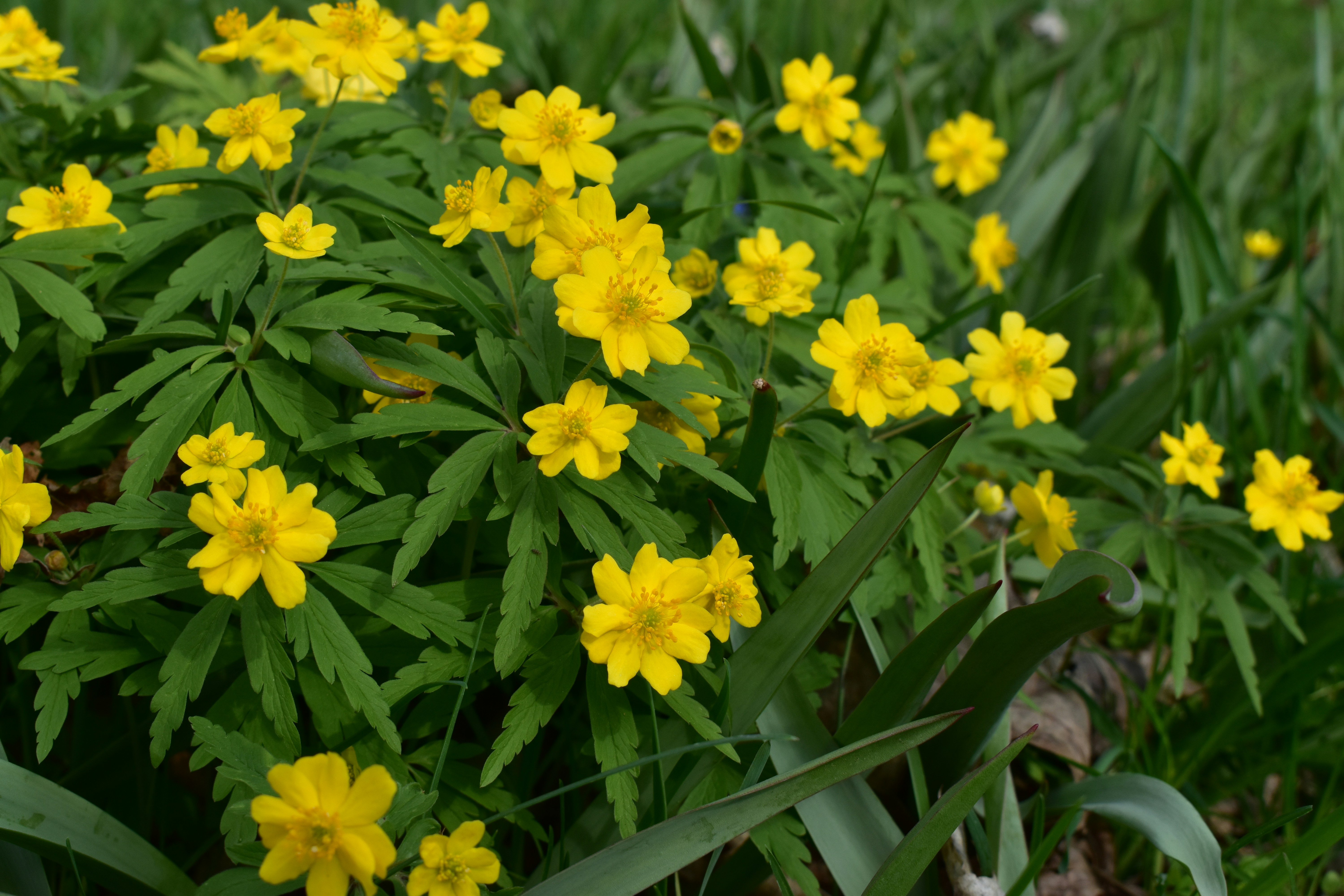 a group of yellow flowers