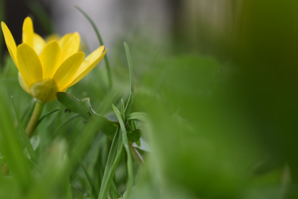 a bug on a yellow flower