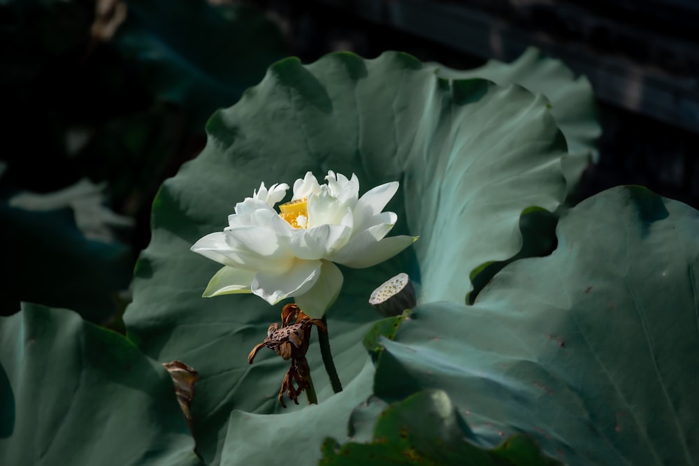 Ein Käfer auf einer Blume