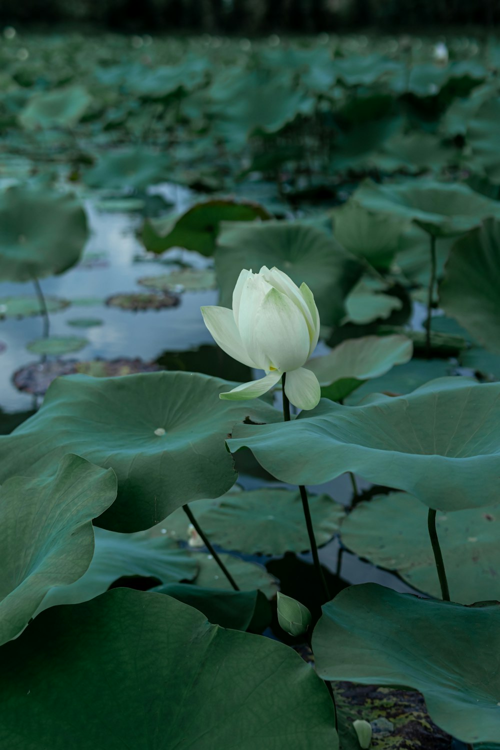 a white flower in a pond