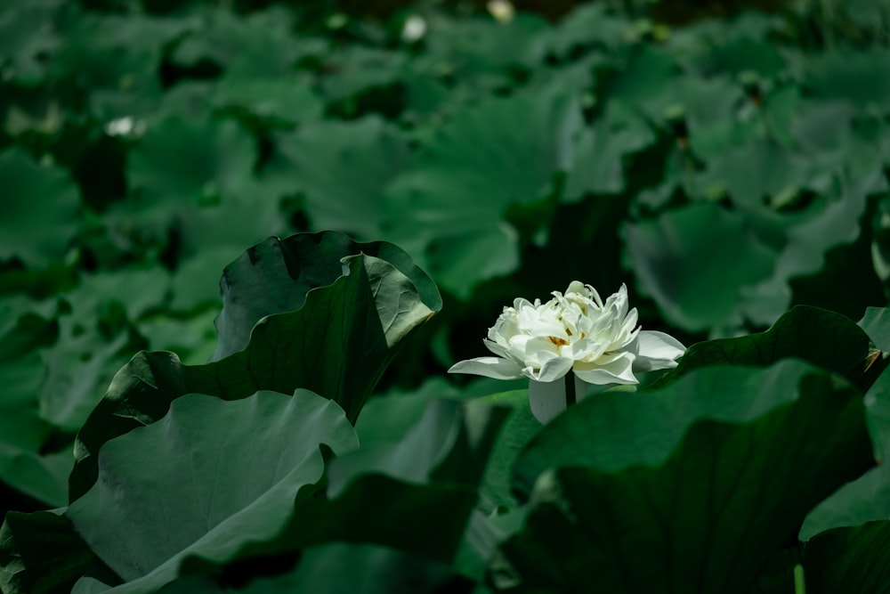 a white flower surrounded by green leaves