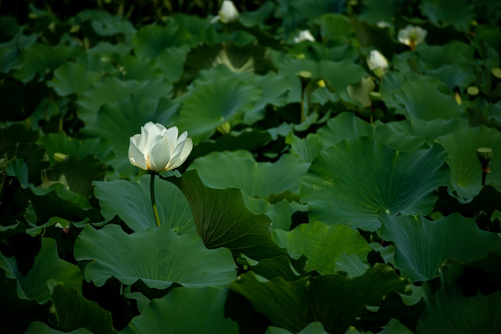 a flower on a plant