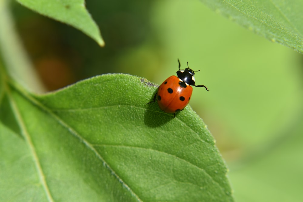 a ladybug on a leaf