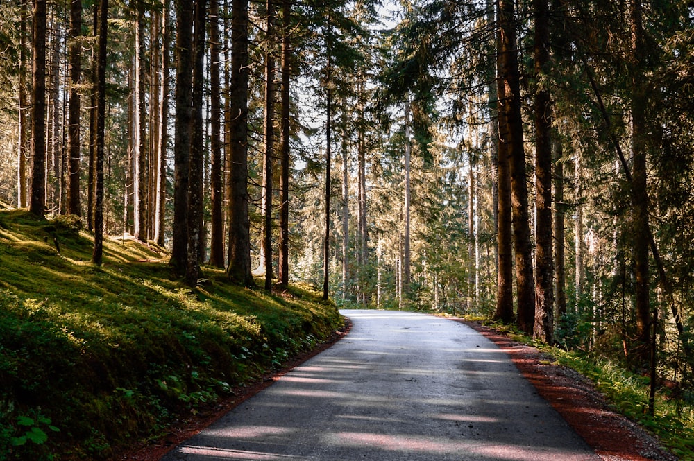 a road in a forest