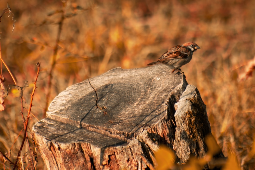 a bird perched on a log
