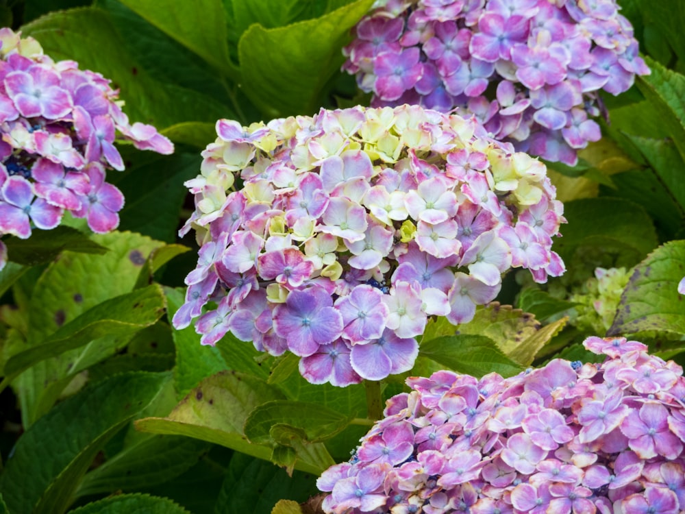 a group of flowers with Hulda Klager Lilac Gardens in the background