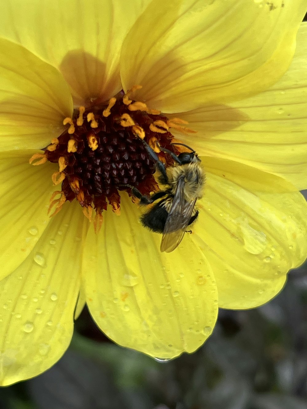 a bee on a yellow flower