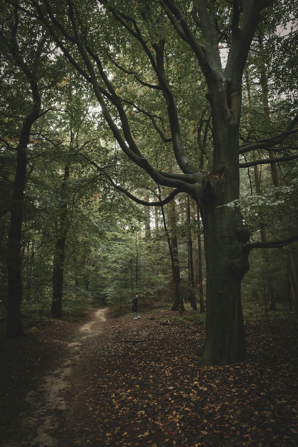 a path through a forest