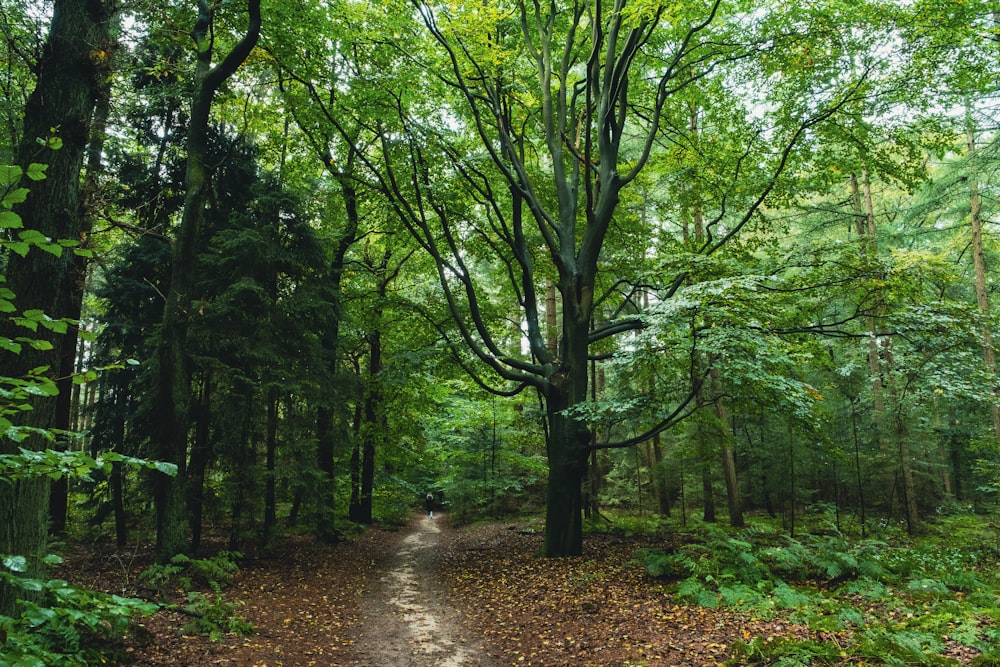 a dirt path through a forest