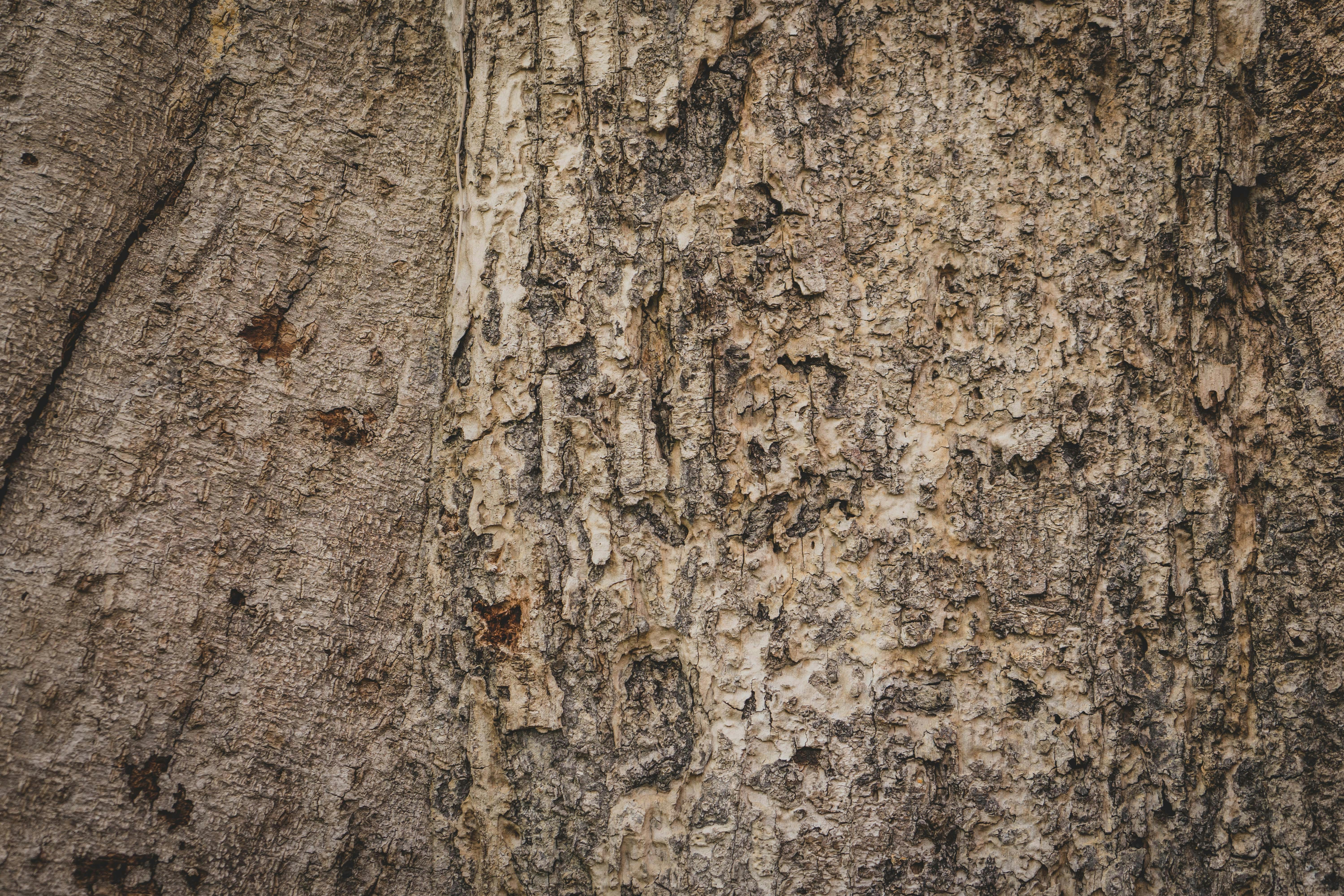 Photo by carolineclementine