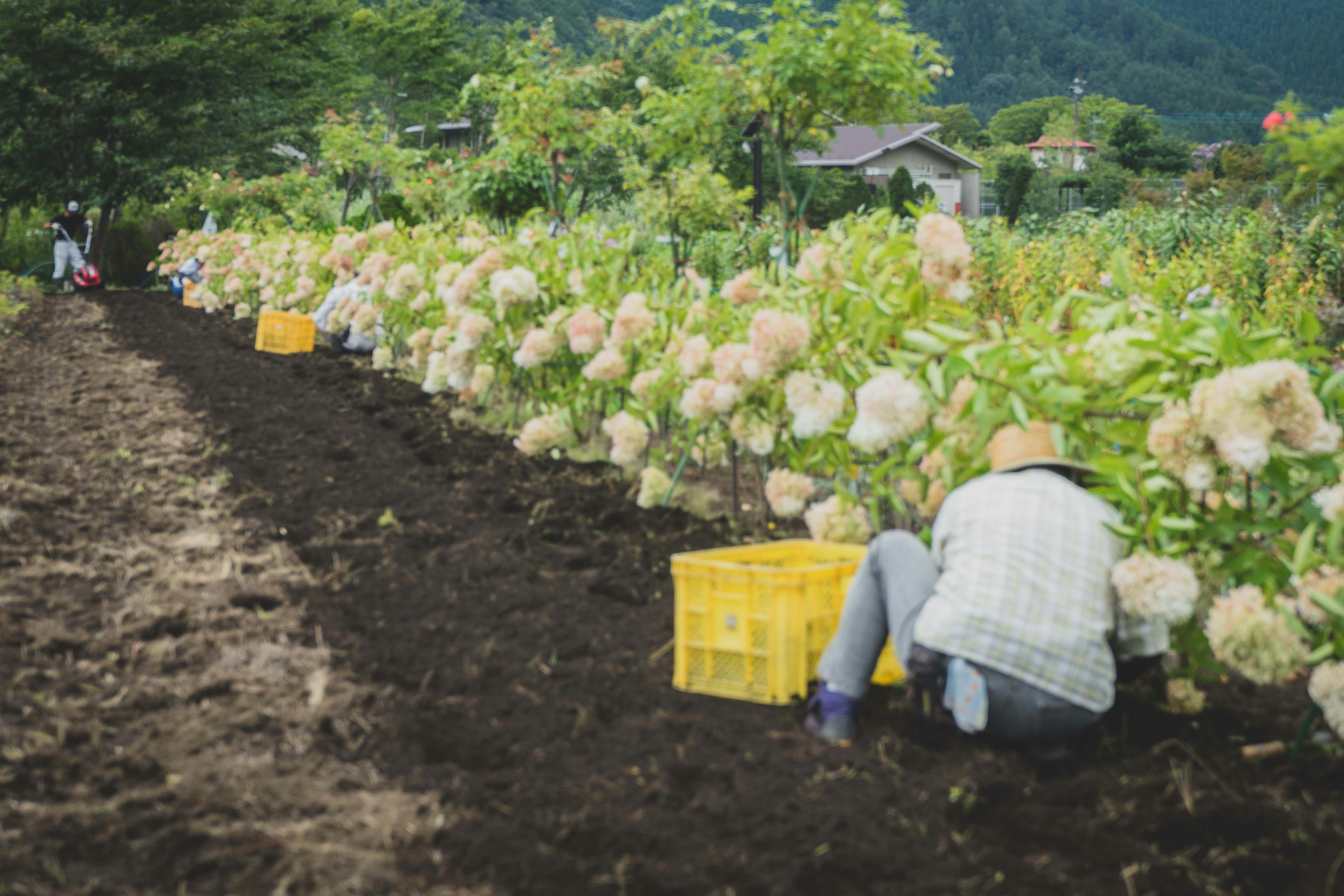 DIY farm harvest experience in rural Japan