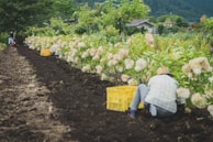 a person working in a garden