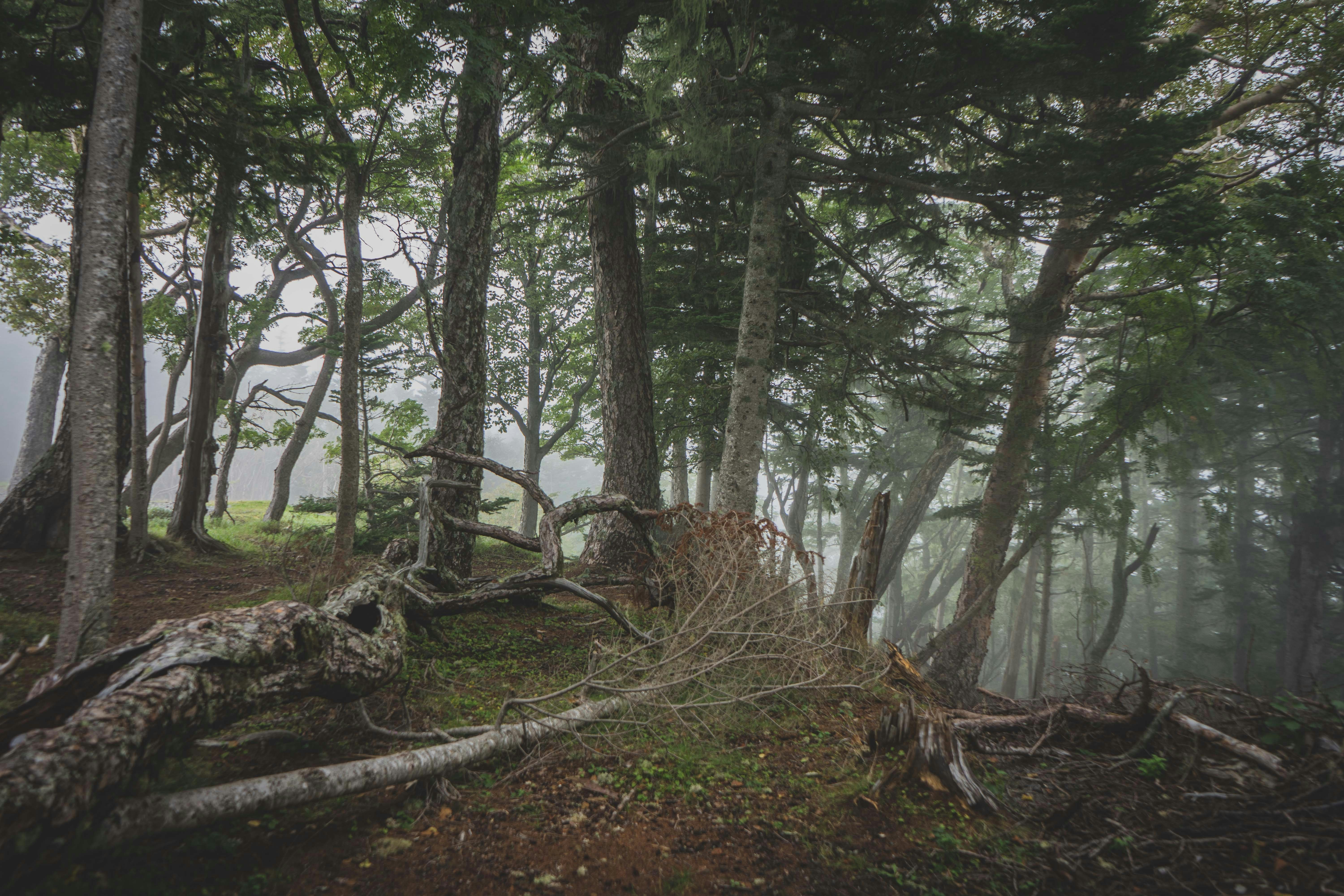 Photo by carolineclementine