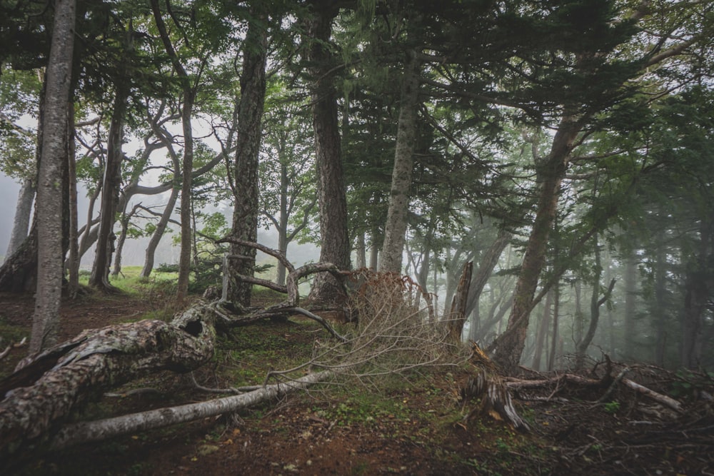 a forest with fallen trees