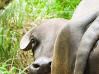 Close-up of a buffalo's calm eyes showing its gentle nature.