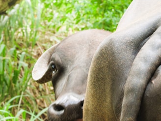 Close-up of a buffalo's calm eyes showing its gentle nature.