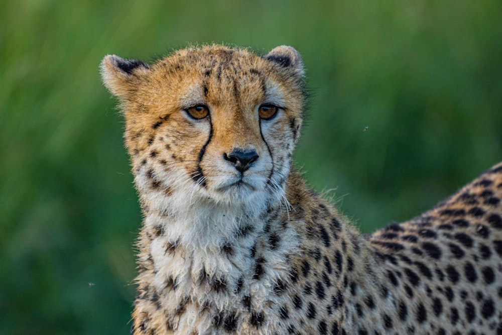 a cheetah looking at the camera