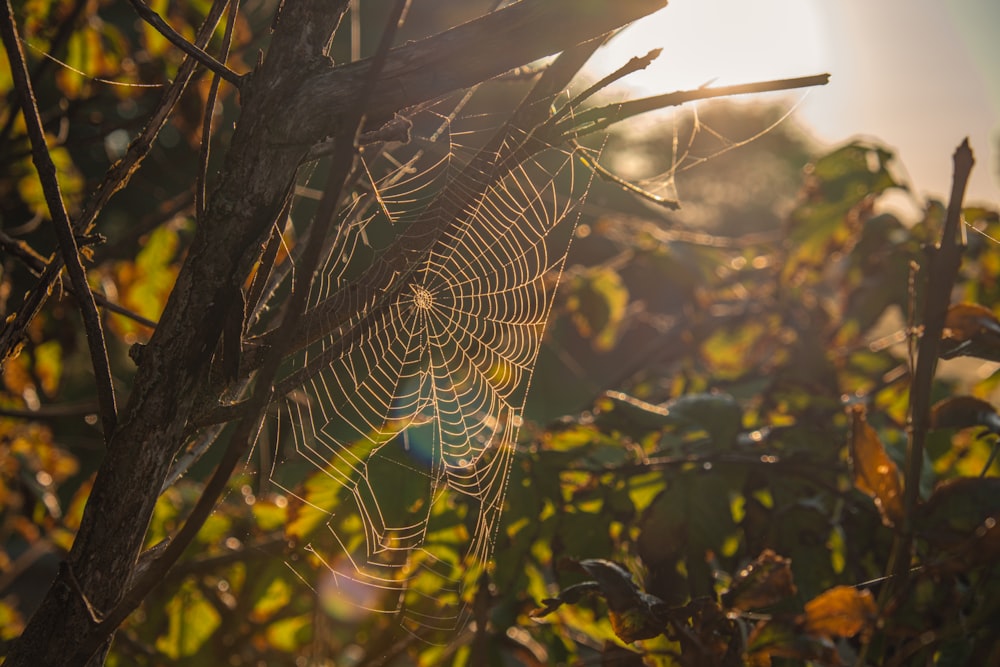 a spider in a web