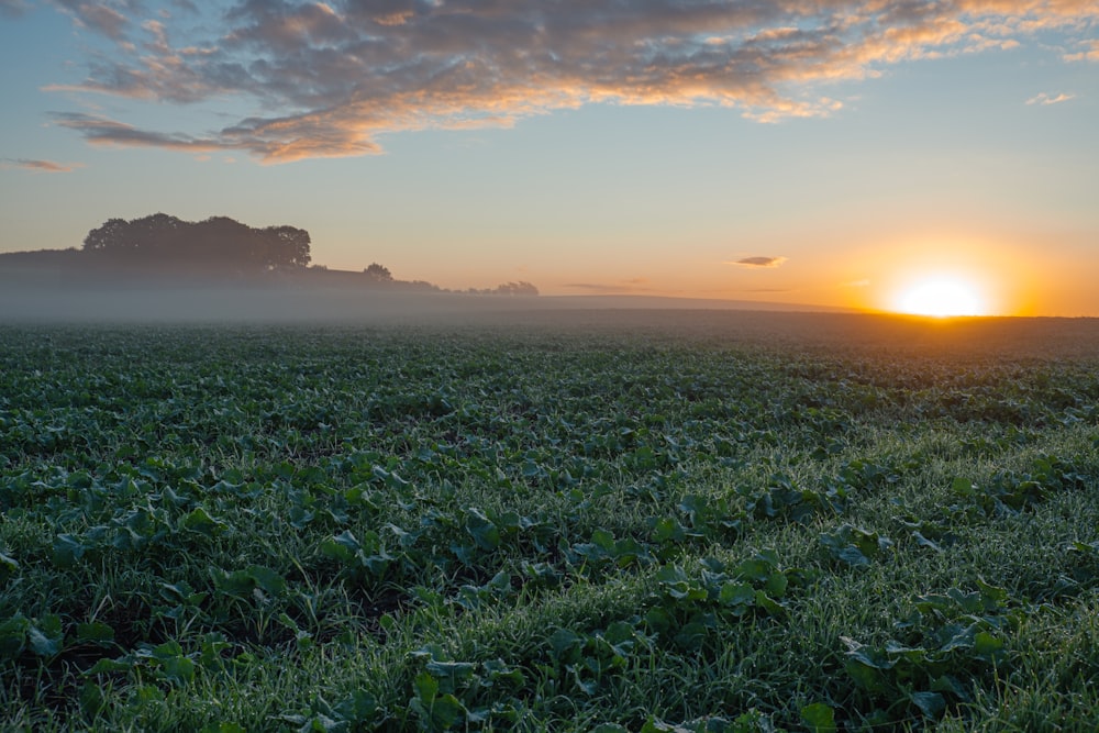 a field of grass with a sunset in the background