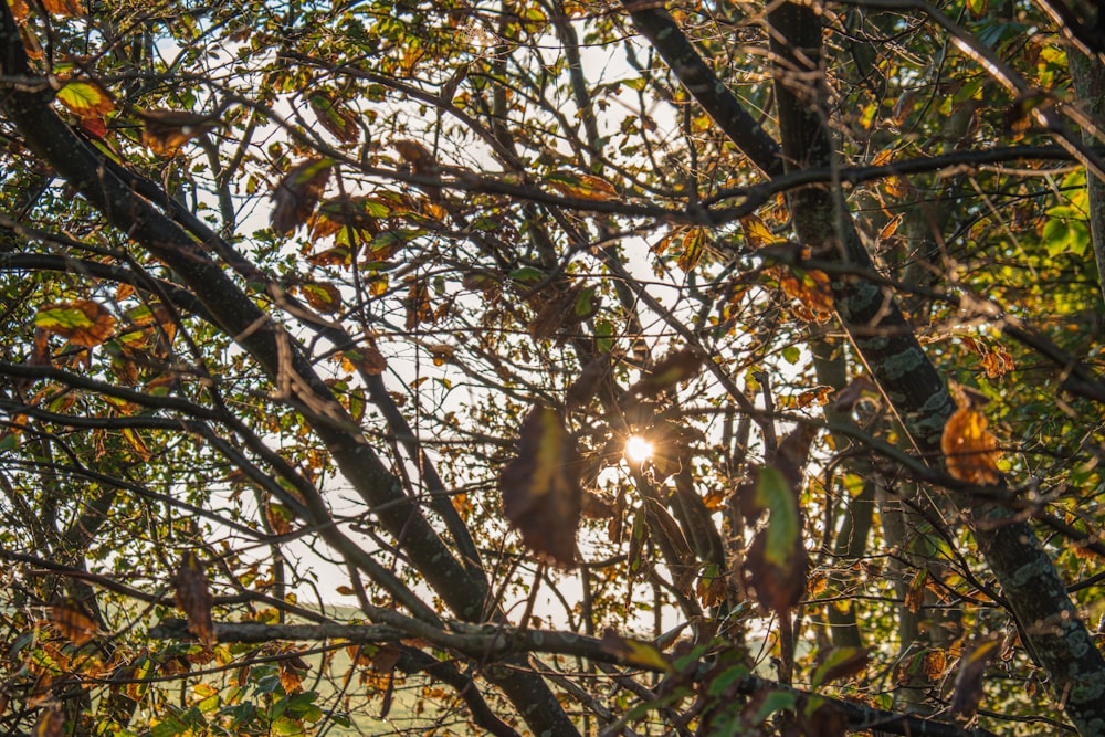 a tree with many leaves