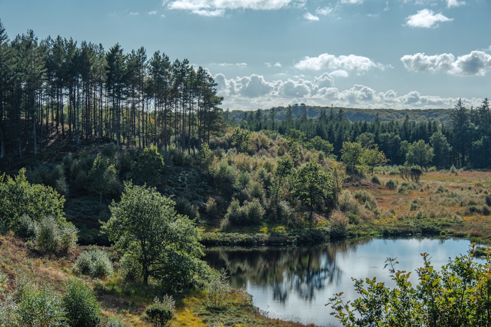 a river with trees and bushes around it