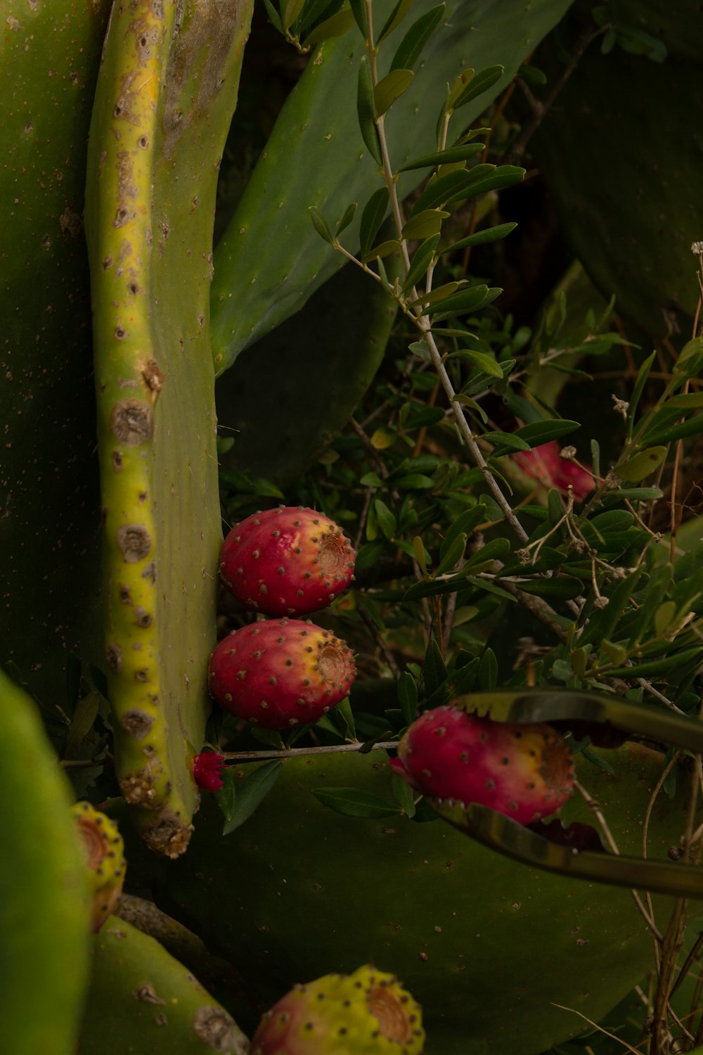 Un grupo de frutas en un árbol