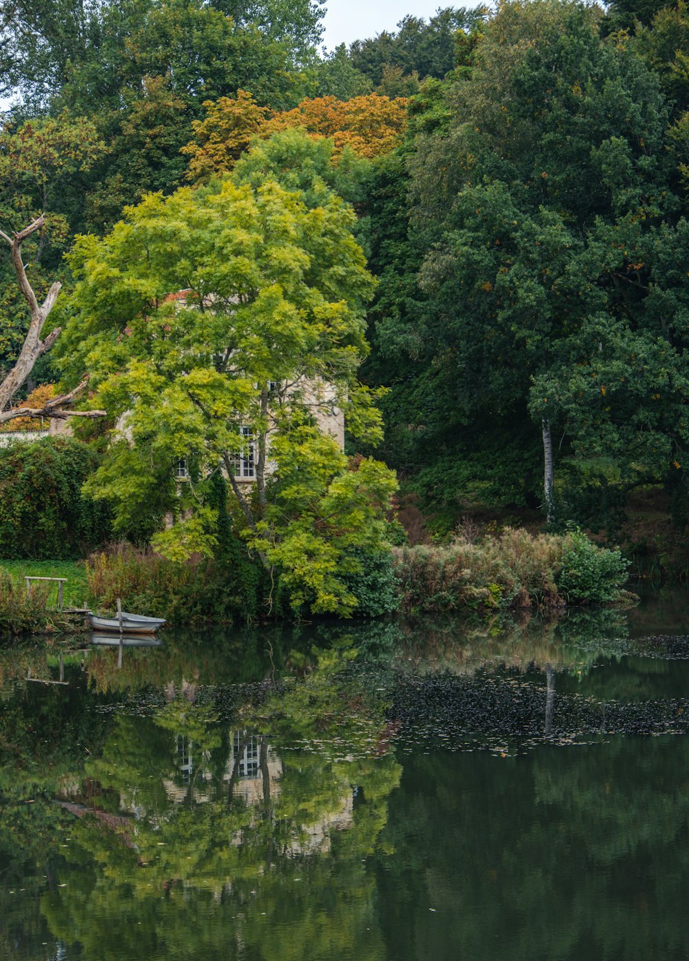 a pond surrounded by trees