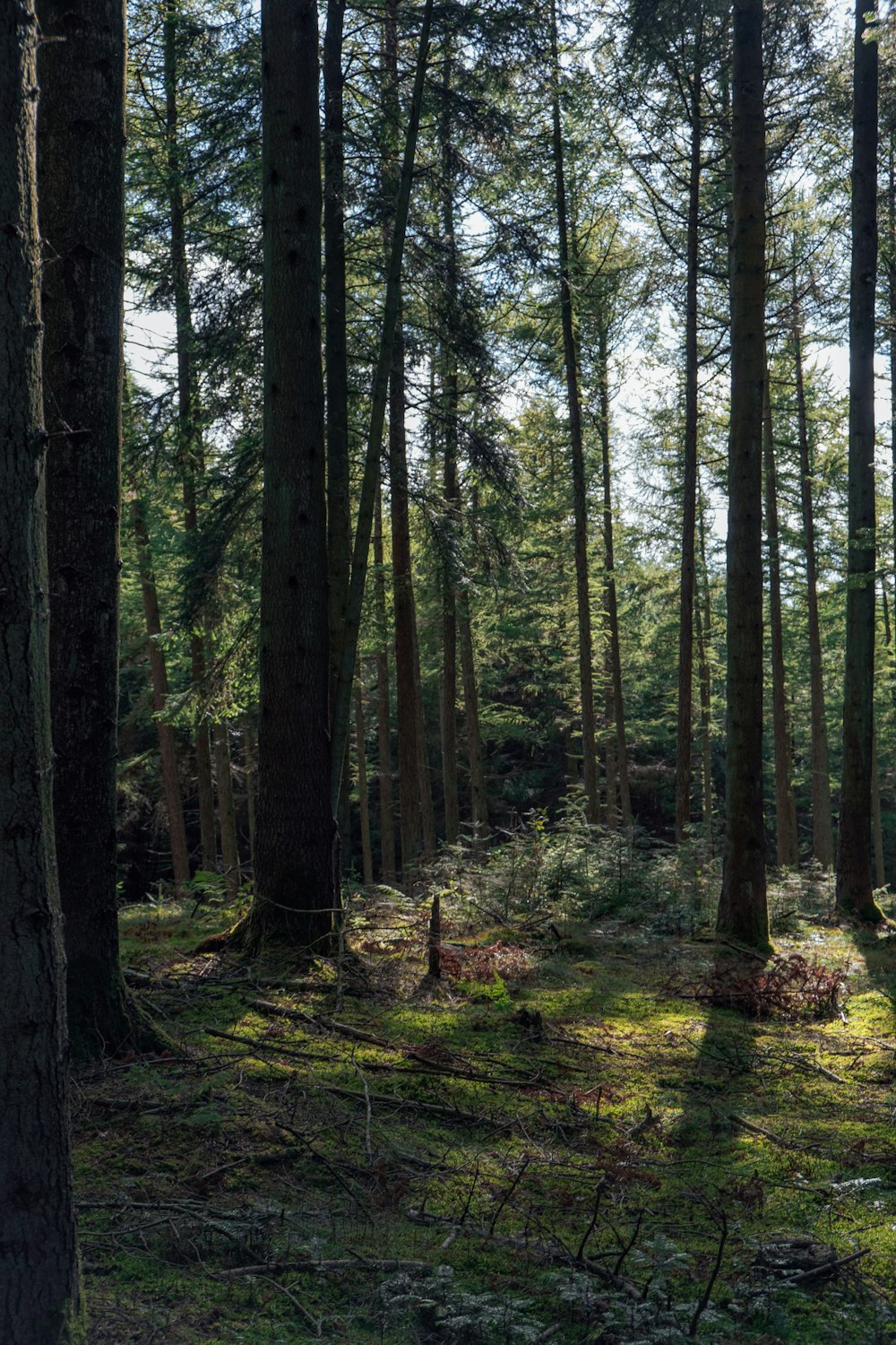 a forest with tall trees