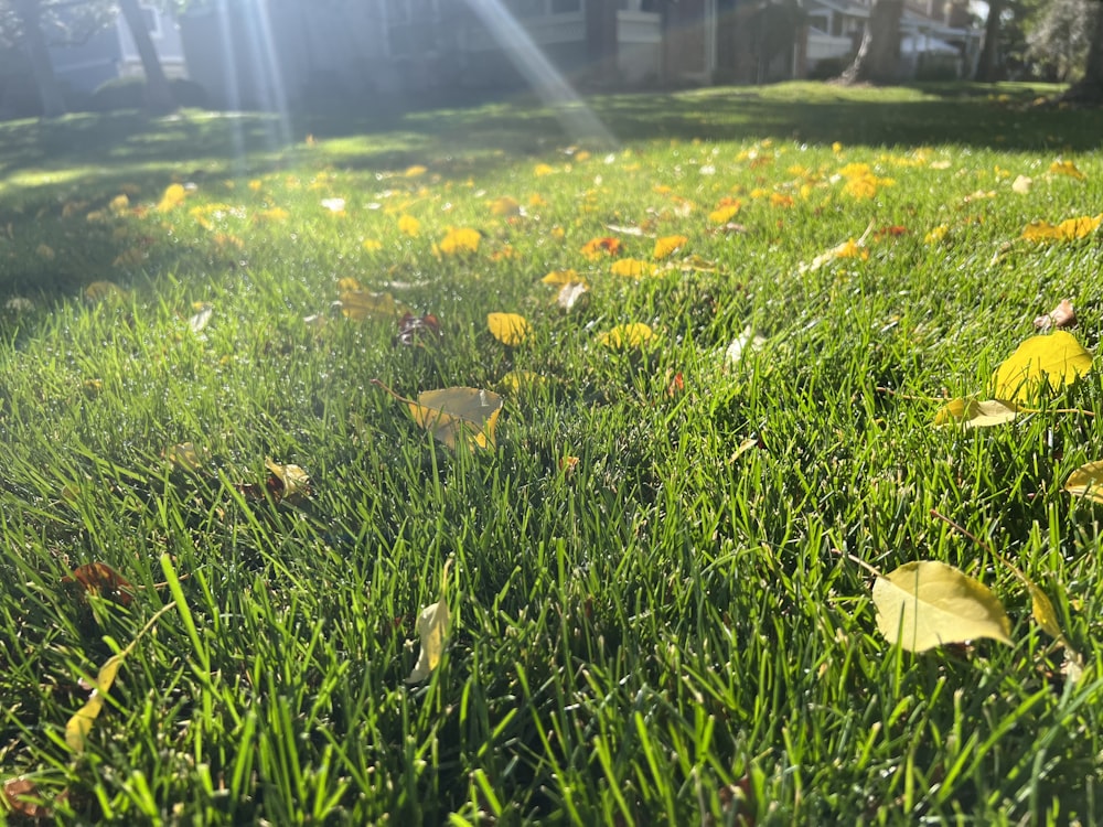 a field of grass with yellow flowers