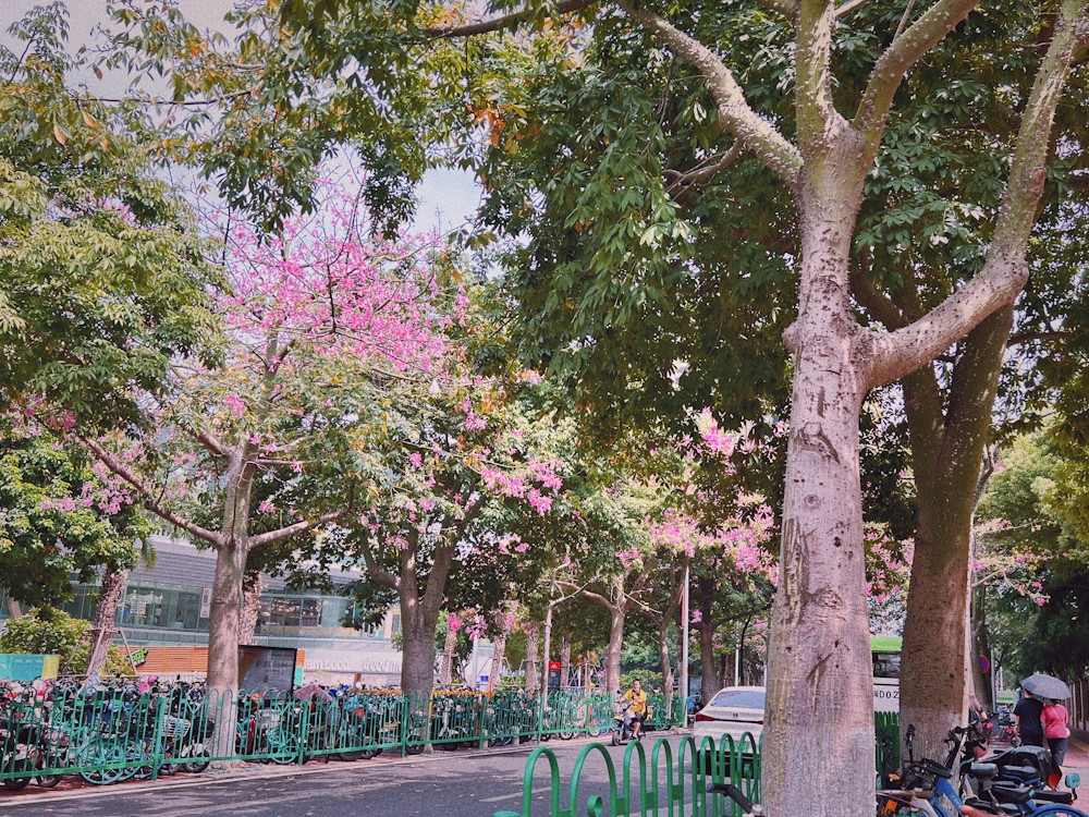 a group of trees with pink flowers