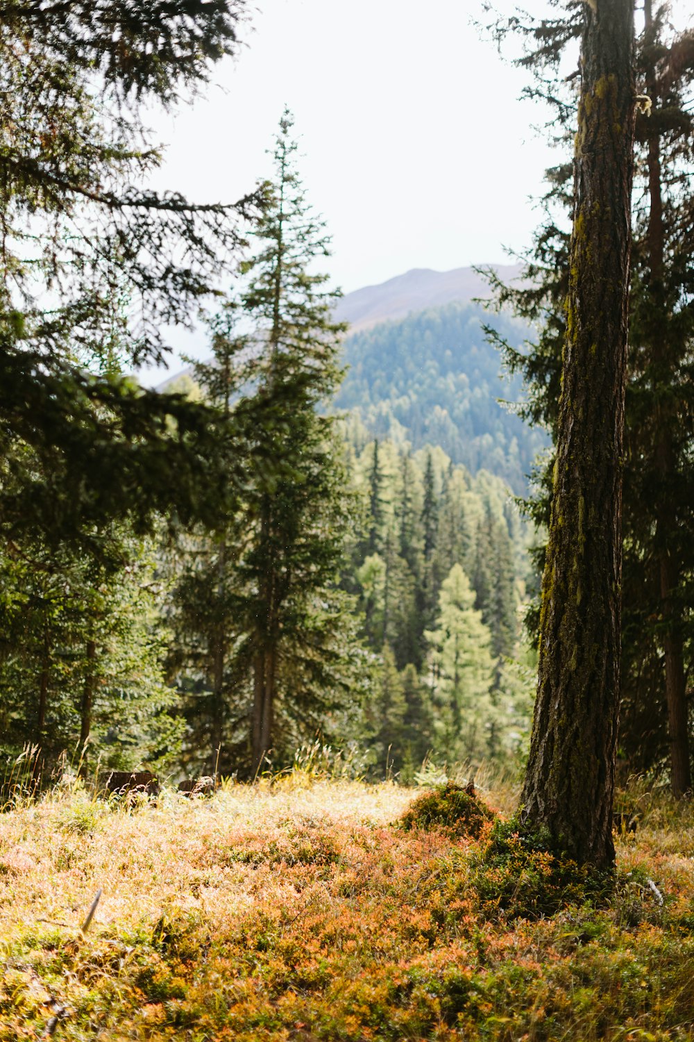 a forest with trees and mountains