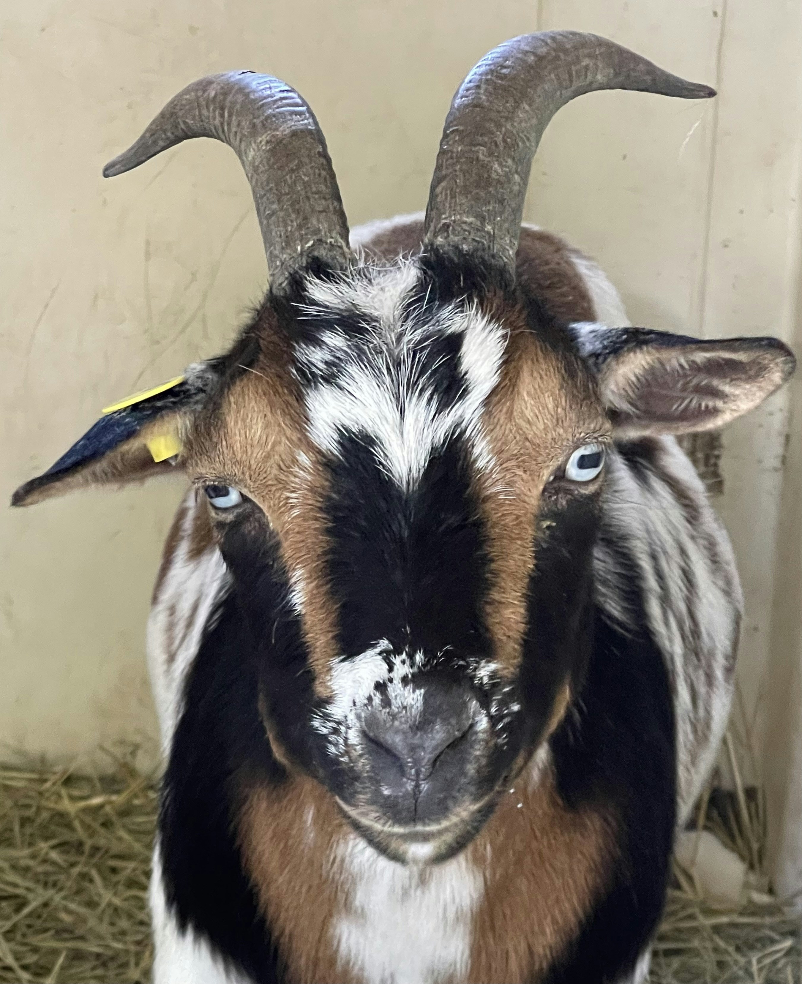 GOAT