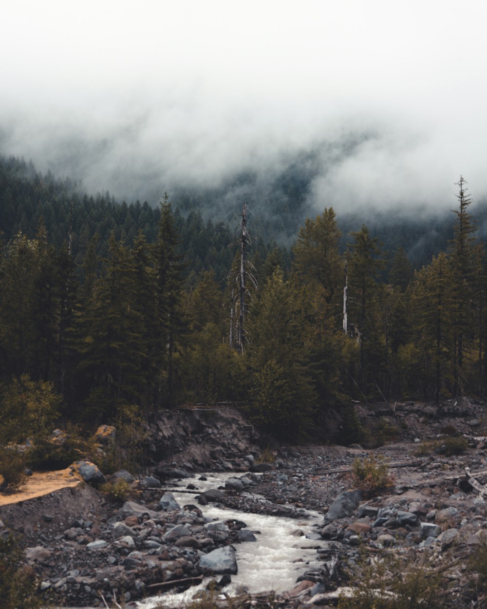 a river running through a forest