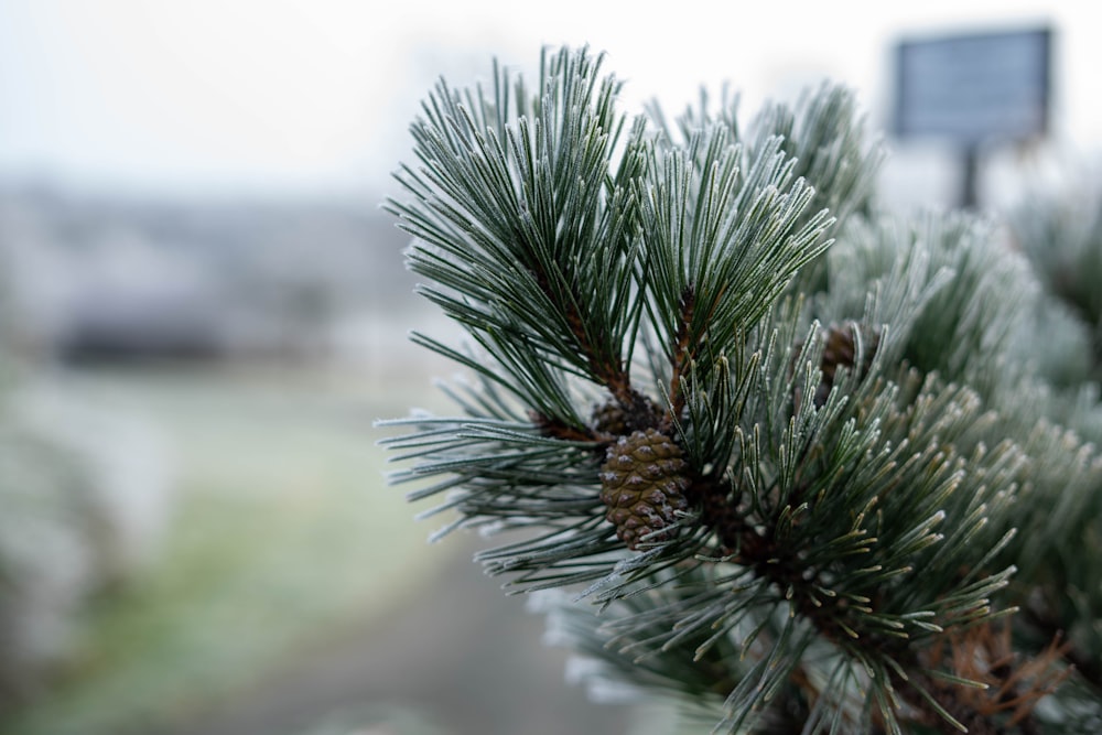 a close up of a pine tree