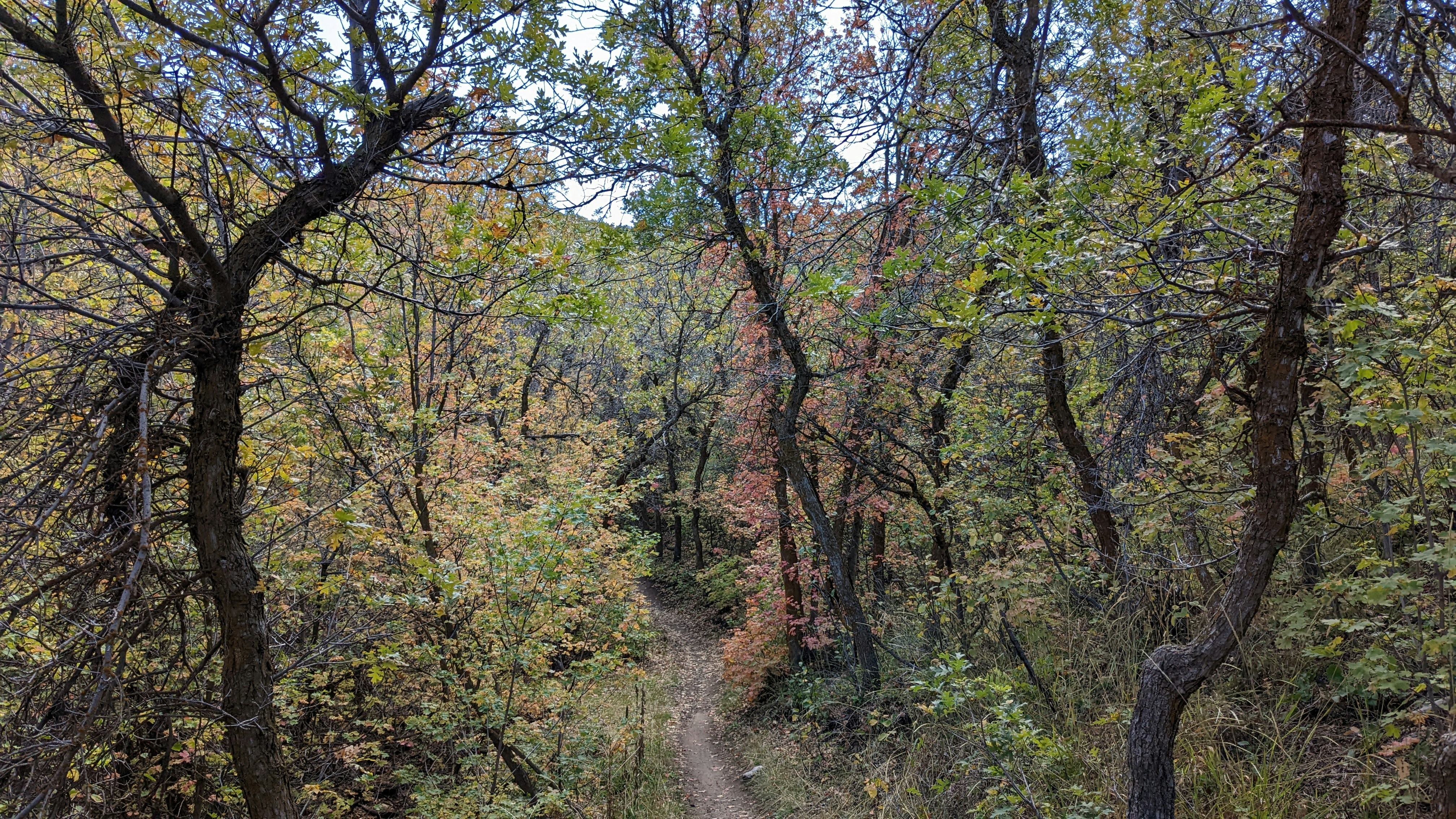 Corner Canyon above Draper, UT in the fall.