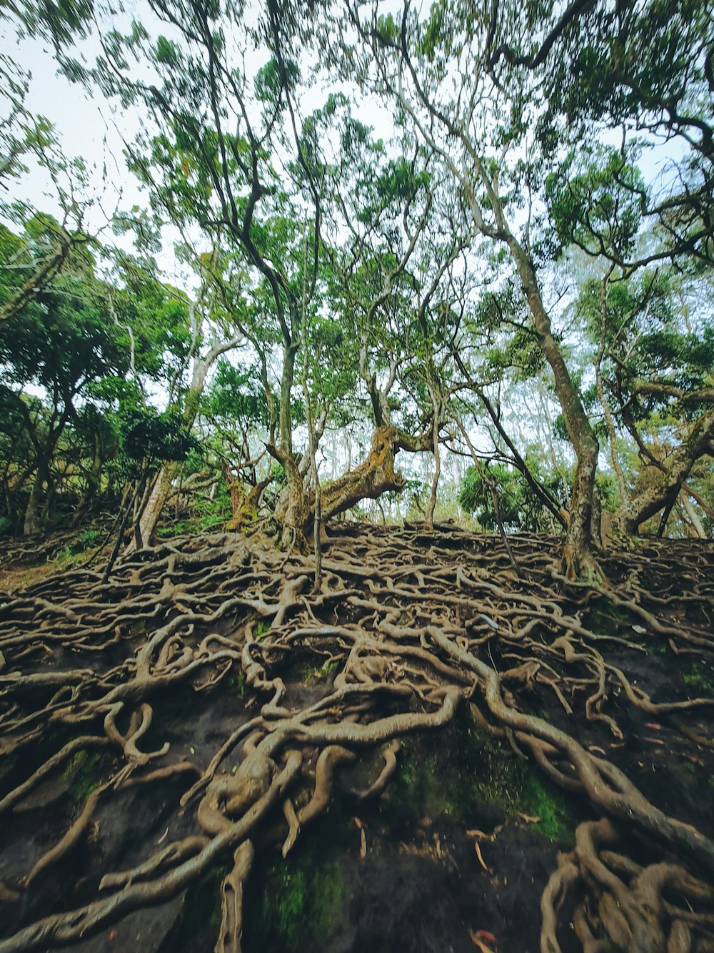 a tree with many roots