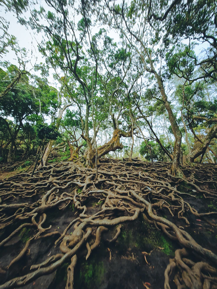 Kodaikanal
