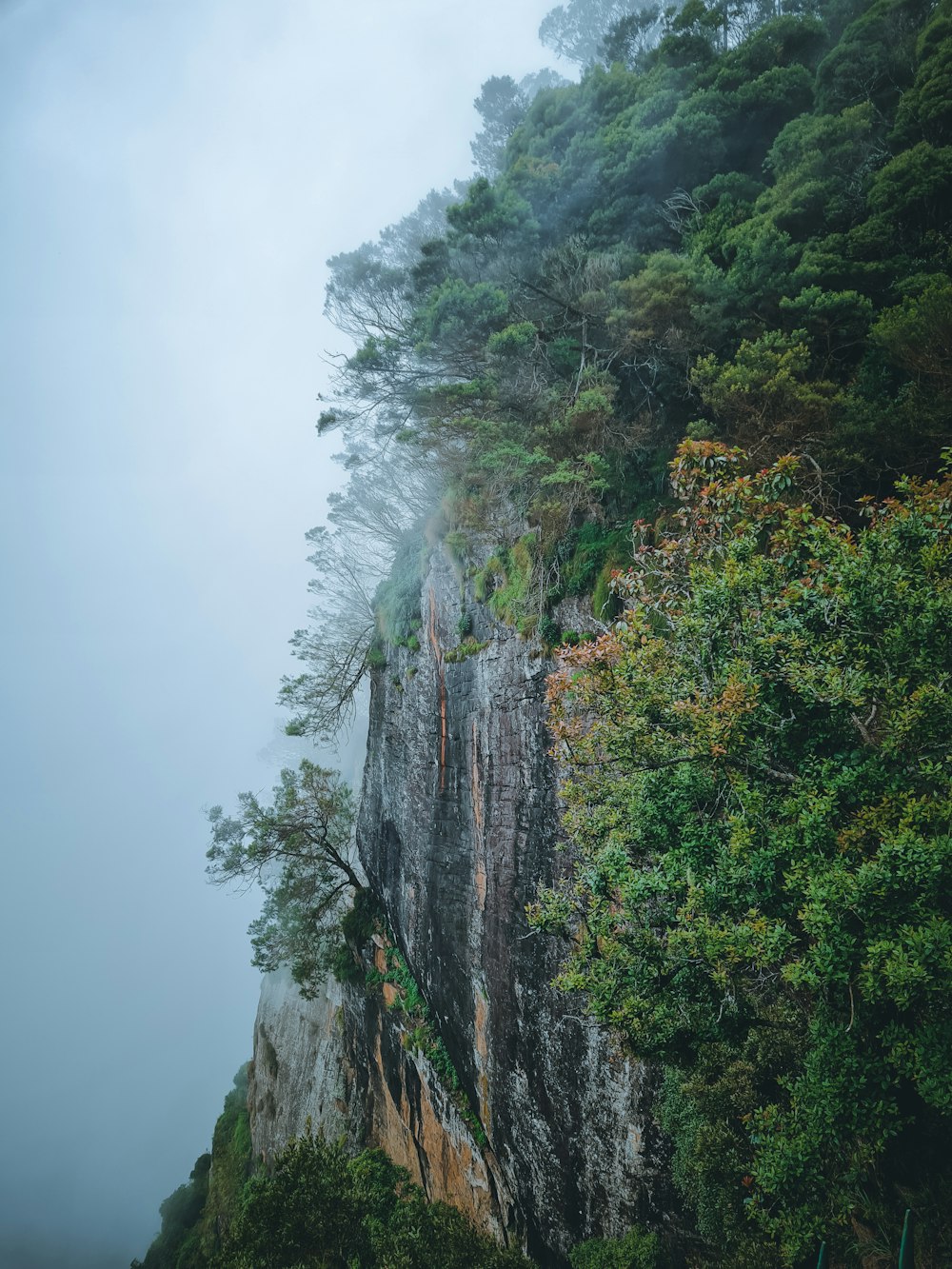 a cliff with trees on it