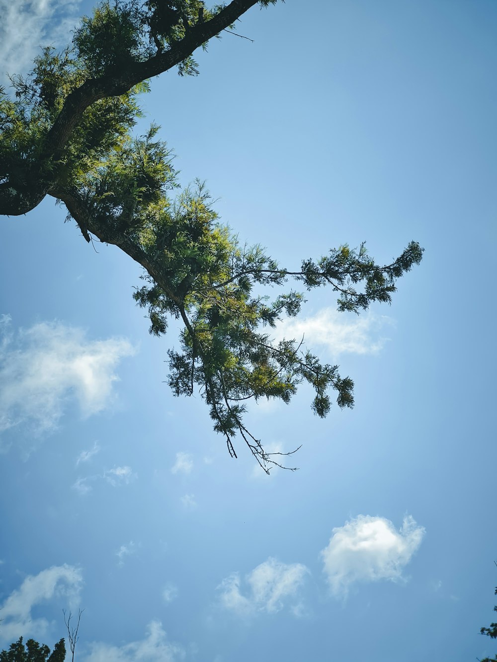 a tree with blue sky and clouds