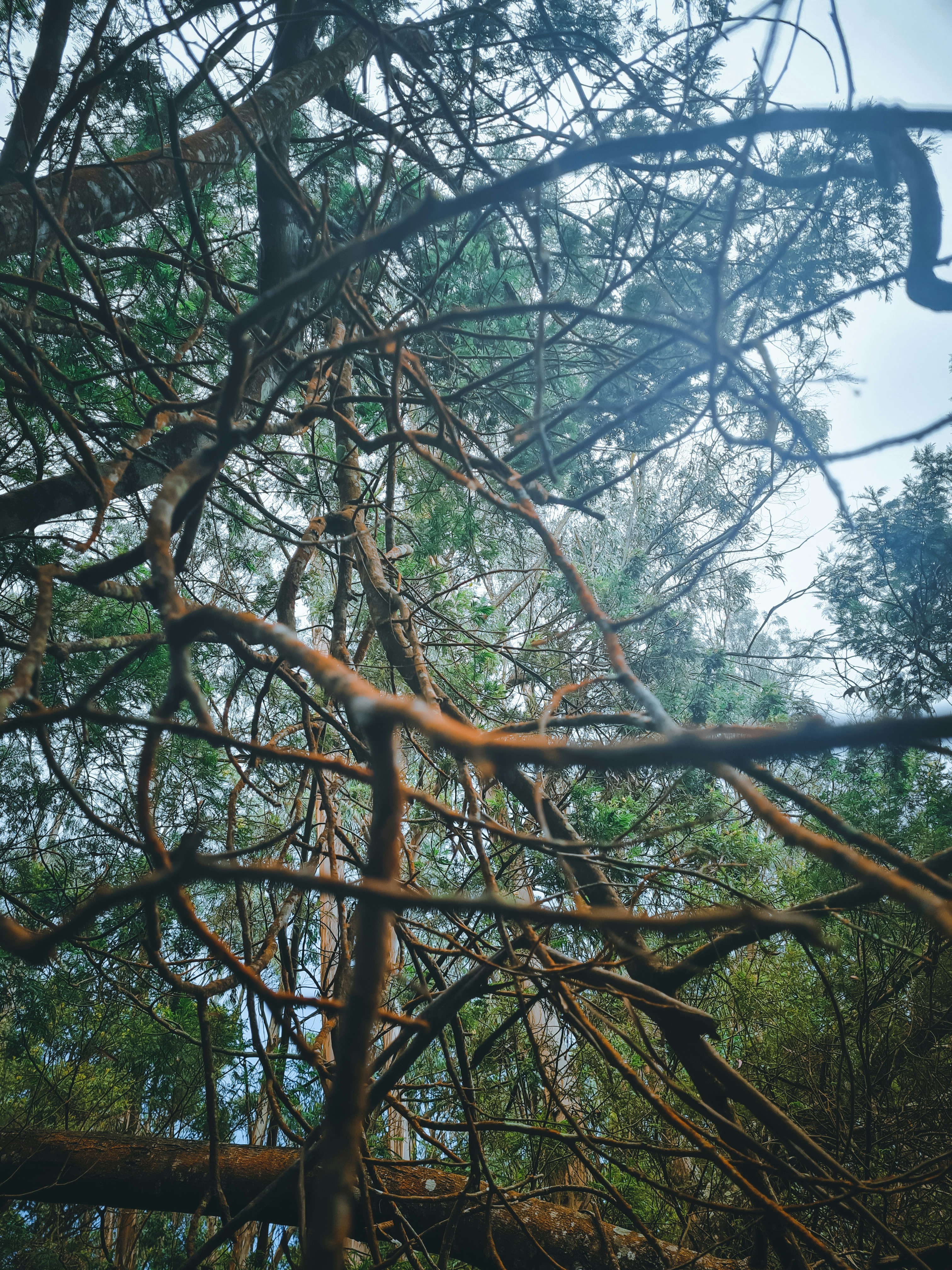a tree with many branches