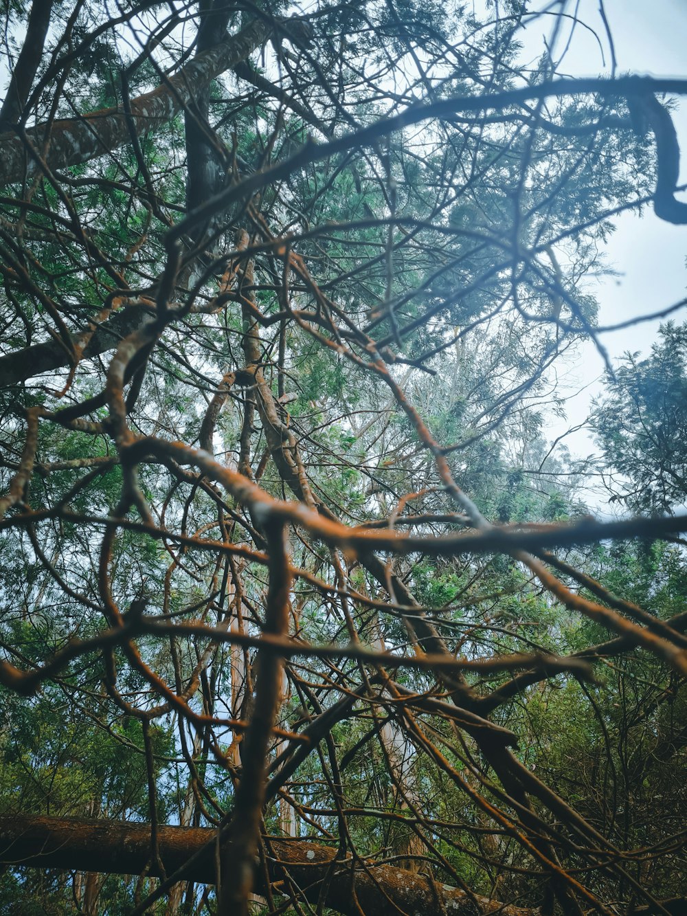 a tree with many branches