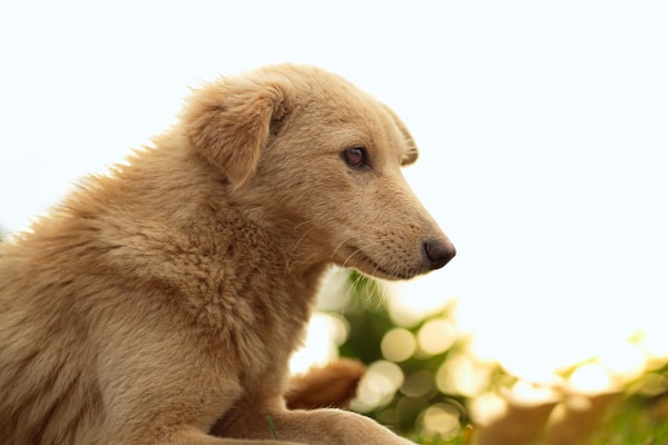 Cane marrone con sguardo curioso