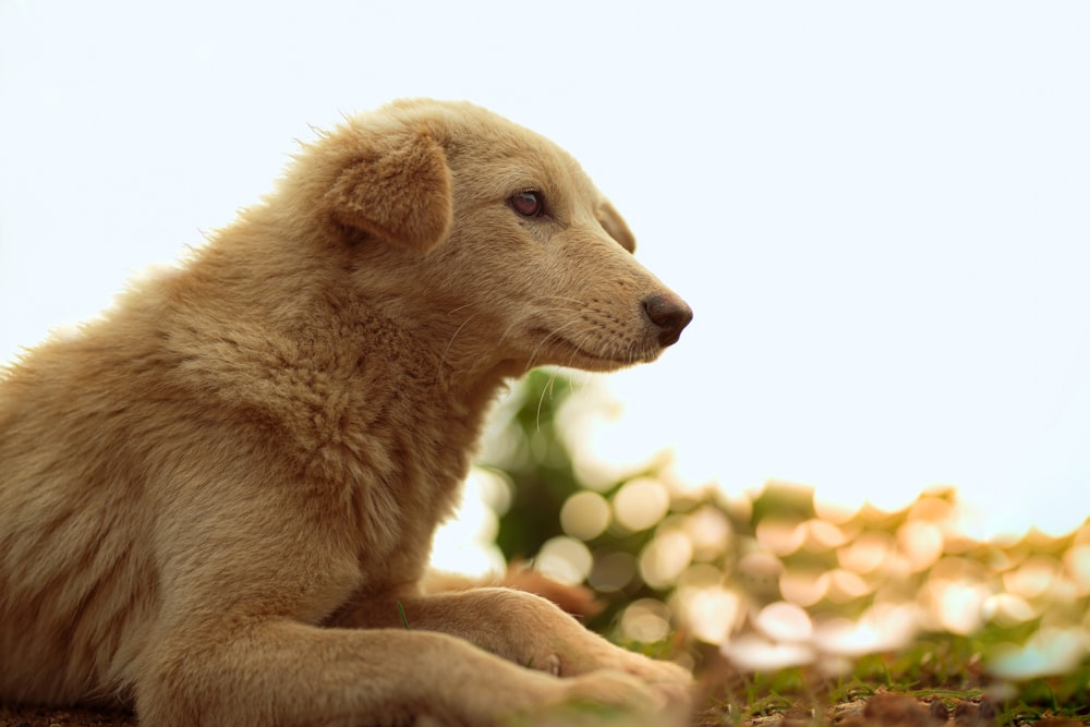 a dog lying in the grass