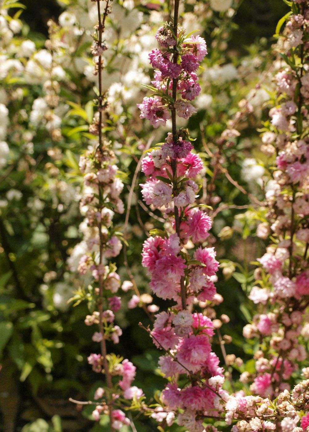 a close up of a flower