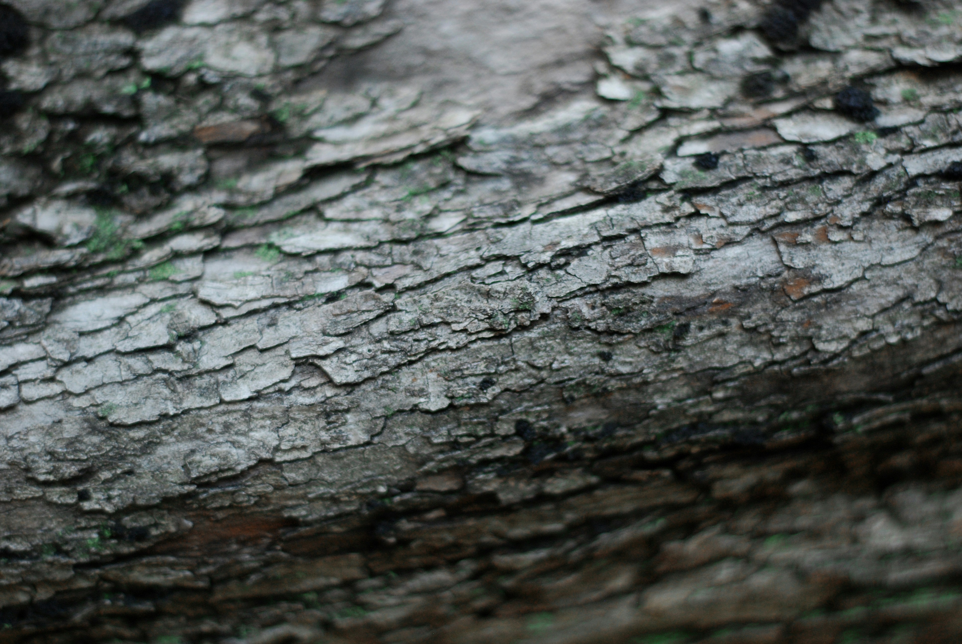 Photo by kovalskihelga