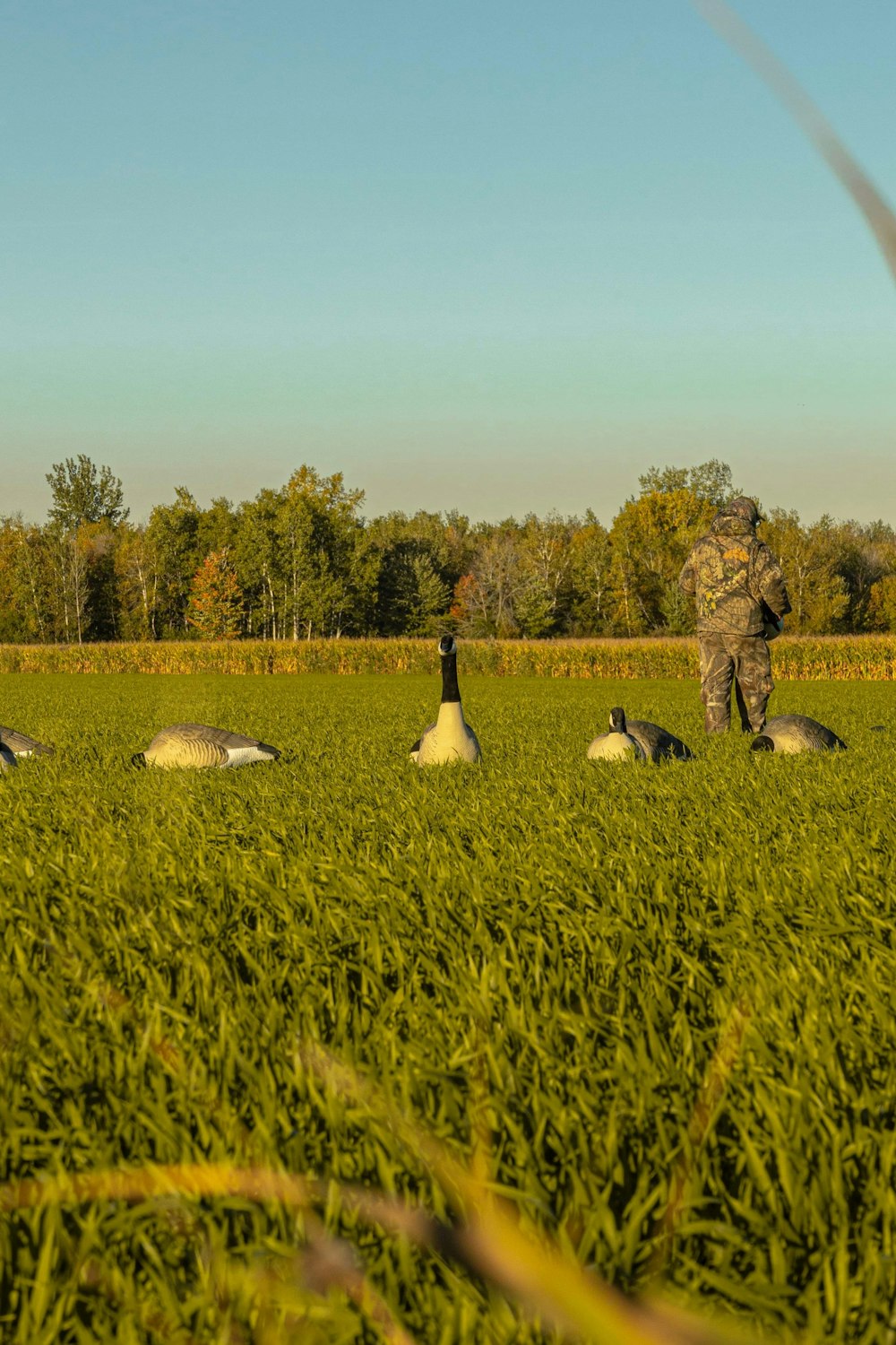 a person standing in a field with geese