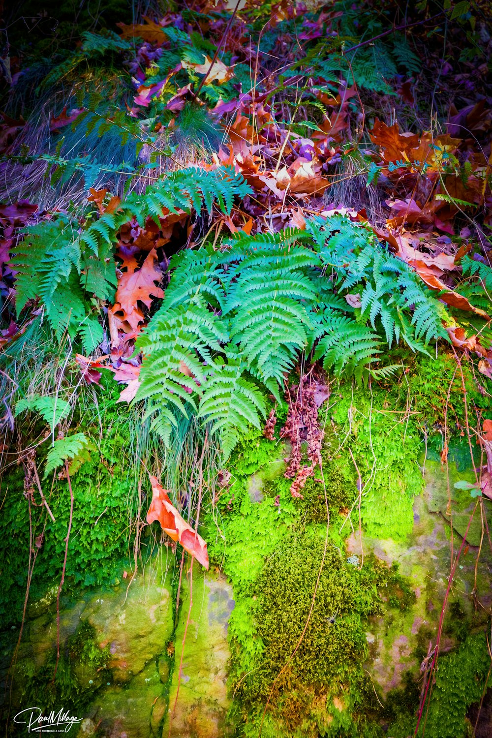 a close-up of some plants